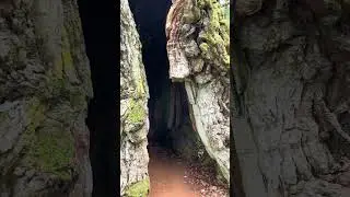 Big tree #nature #shortvideo #naturesounds #shorts #forest #norja