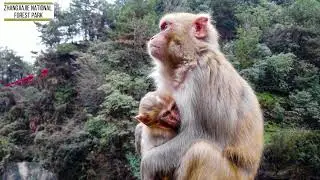 Zhangjiajie National Forest Park-Hidden Gem of Chinese Scenery