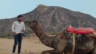 🐫🐫Registaan horse riding unt ki sawari #registaan #pushkar #horse #video 🐎🐎