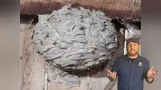 Yellow Jacket Nest in a barn, treated and removed