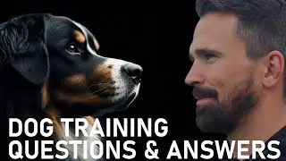 Live Dog Training Q&A With Nate Schoemer