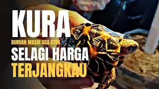 YUK BURUAN LAGI TERJANGKAU BANGET NIH !!! UPDATE HARGA KURA KURA DI JATINEGARA