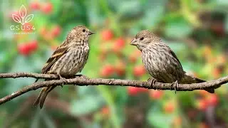 Birds Chirping - 11 Hours Birdsong to Relieve Stress and Sleep Better | Calming Forest Ambience