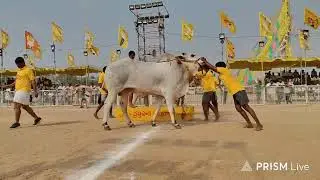 చిలకలూరి పేట టౌన్||6పళ్ళ విభాగం 2వ జత నెల్లూరు రామకోటయ్య గారు 20-1-2026💥💥