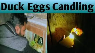 Duck Eggs Candling | Super Simpel Way To Candling Eggs Using A Mobile Phone
