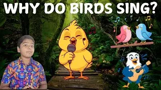 Why Do Birds Sing? 🐦 Fun Facts for Curious Kids!