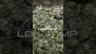 Step by Step Solventless Production with Lowtemp