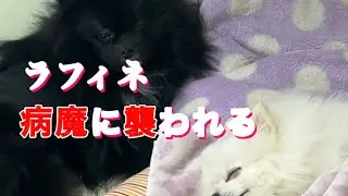 【閲覧注意】ラフィネがてんかんを発症