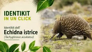 Echidna istrice (Tachyglossus aculeatus)