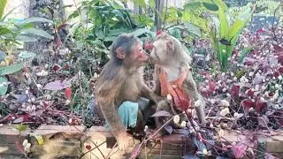 Cutest Monkey Snack Time Ever! #monkeyvideo #monkeychallenge #monkeylove #babymonkey #monkeysr