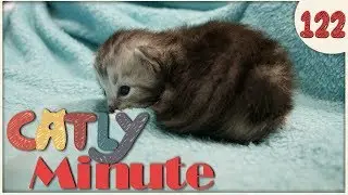 Zorua will nicht schlafen - Catly Minute - 122- Balui - mit Miri - Katzenvideo