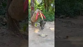 Best Creative Wild Pig Trap Using Big Wood with Tree #wildanimal #camping #shortvideo