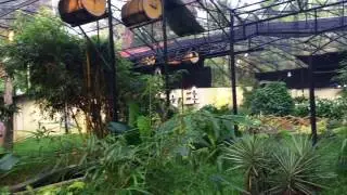 Bird Paradise - 2