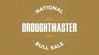 Droughtmaster National Bull Sale 2022