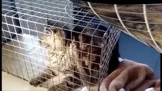 Katze mit Gleichgewichtsproblemen