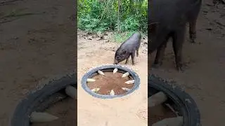 Build Underground Wild boar Trap Using Sharp wood and Tires Fall in to Deep Hole #wildanimal