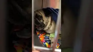 The most dramatic dog ever #animals #dog