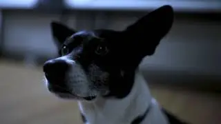 25 by 2025: Creating Safe Havens for Families and Their Pets