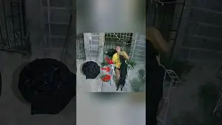 esta mujer pens&oacute; que ese era su verdadero perro #perros #mascotas #dog