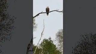 Bald Eagle-so close!