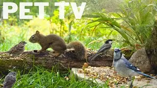 Dog TV &middot; Cat TV - Critters Up-Close 🐿️ Birds and Squirrels for Pets to Watch