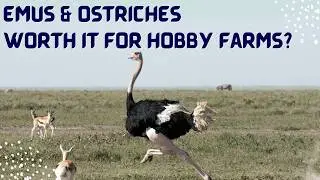 Emus & Ostriches - Worth it on a Small Farm?
