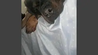 TERAPIA Y PETAS