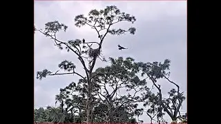 03-16-24 SWFL Bald eagles; E23's big fledge day!
