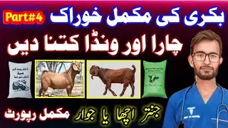 بکریوں کی مکمل خوراک | Sabaz Chara Aur Wanda | Goat Feed Requirements | Silage | Hay | Nutrition 