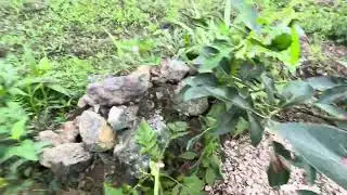 ONE YEAR OF MY AVOCADO FARM TREES ARE GROWING