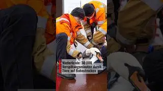 30.000 Versp&auml;tungsminuten durch Tiere auf niederl&auml;ndischen Bahnstrecken