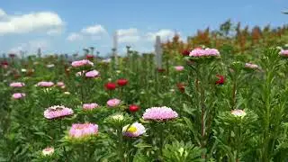 Vivaldi, Four Seasons, Spring - 1st Movement - Remix