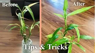 Saving Lucky Bamboo | Do&rsquo;s & Don&rsquo;ts | Lucky Bamboo Plant Care | Tips & Tricks | Bubbles of Green