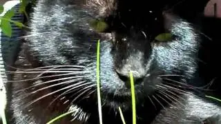 Feline: Enjoying the sun. :-)