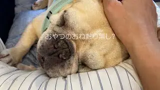 長めのお散歩後は”おやつよりも休憩”が先かな？