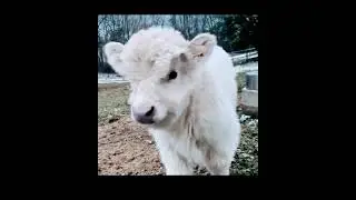 cowfult on this video is puddin and muffin.