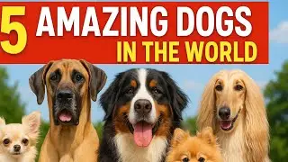 5 Amazing Dogs| The Interesting Facts | Pet lovers | The Liminal Library