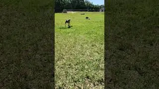 Mila pie is fast #toys #ball #dogtraining #dogvideos