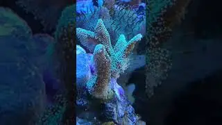Hystrix coral