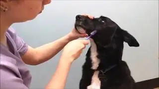 Oral Hygiene in Pets Tutorial