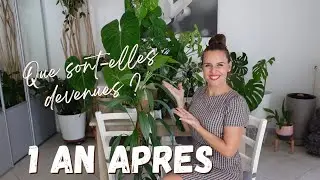 UPDATE plantes rares 1 an après ! substrats, entretien.