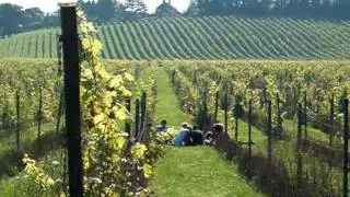 Denbies vineyard Dorking