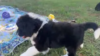 Ocoee River Doodles Sheepadoodles 10-2024 Pippa Boy Dobby