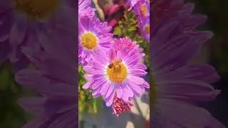 #beautiful #honey bees#nature 13 January 2026