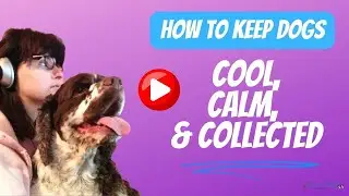 How To Keep Your Dog Calm From Fireworks & Loud Sounds