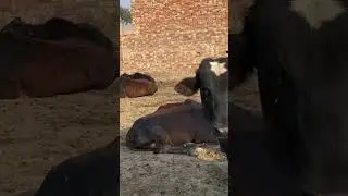 #bachrafarming #animalfarming #bachrian #farmingideas #cattlefarmingbusiness
