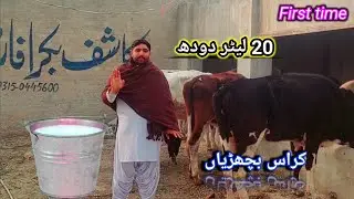 January 16, 2026 First time|کراس بچھڑیاں |20 لیٹر دودھ دینے والی||Kashifgoatinfo cont.03333938738