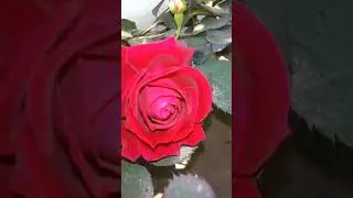 rose garden #reels #video #viralvideo #flowers #viral #new #garden #ytshorts #rose #shorts