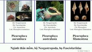Ng&agrave;nh th&acirc;n mềm, bộ Neogastropoda, họ Fasciolariidae pleuroploca australasia mollusca lilium Fuse