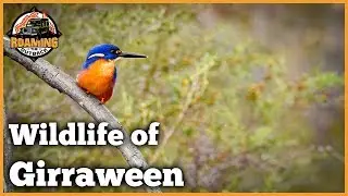 Wildlife of Girraween National Park Waterways